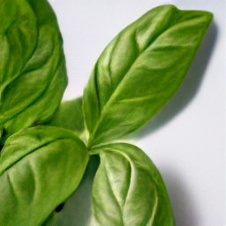 cut basil leaves.